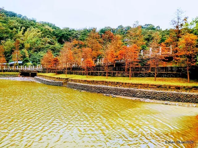 台北大湖公園落羽松(Bald Cypress at Big Lake park, Taipei, Taiwan, Jan 9, 2025, by SJKen)