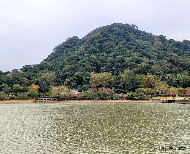台北大湖公園落羽松(Bald Cypress at Big Lake park, Taipei, Taiwan, Jan 9, 2025, by SJKen)