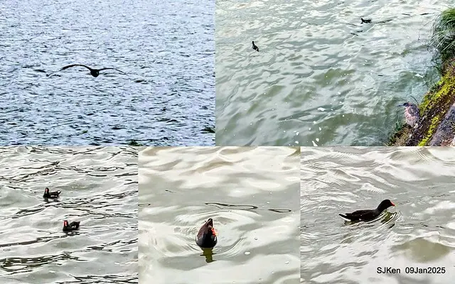 台北大湖公園與碧湖公園水鳥(Waterbirds at the Big lake park & Green lake park) , Taipei, Taiwan, SJKen , 09 Jan 2025.