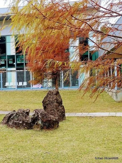 台北大湖公園落羽松(Bald Cypress at Big Lake park, Taipei, Taiwan, Jan 9, 2025, by SJKen)