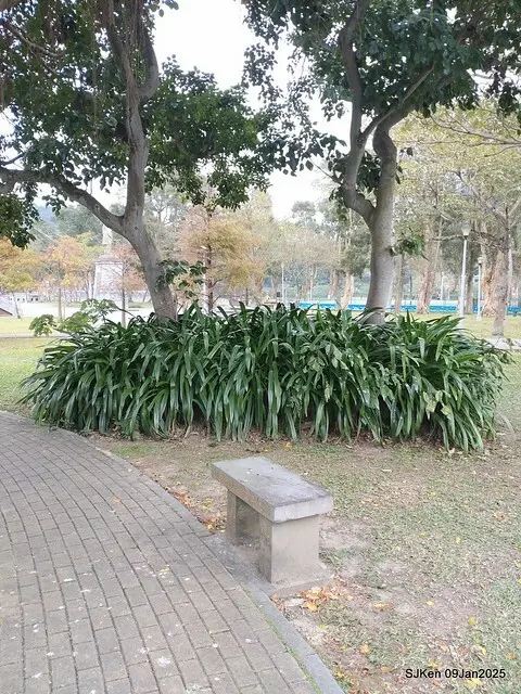 台北大湖公園落羽松(Bald Cypress at Big Lake park, Taipei, Taiwan, Jan 9, 2025, by SJKen)