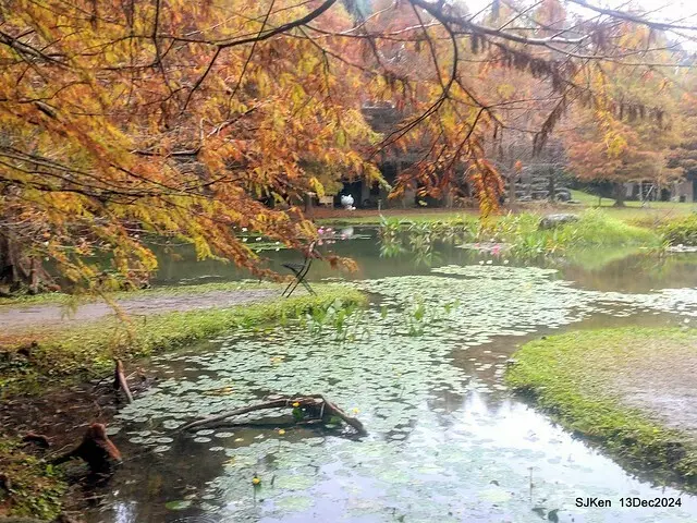 2024.12.13 造訪苗栗縣南庄雲水溫泉度假莊園落羽松湖秘境莊園(Bald Cypress lake landscape at Cloud-Water Resort Villa),   , Miaoli county, North Taiwan, photos by SJKen , Dec 13, 2024.