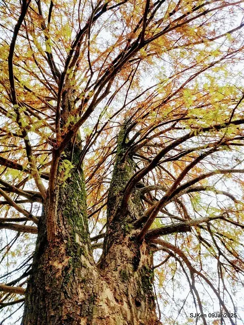 台北大湖公園落羽松(Bald Cypress at Big Lake park, Taipei, Taiwan, Jan 9, 2025, by SJKen)