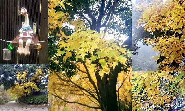 2024.12.13 造訪苗栗縣南庄雲水溫泉度假莊園落羽松湖秘境莊園(Bald Cypress lake landscape at Cloud-Water Resort Villa),   , Miaoli county, North Taiwan, photos by SJKen , Dec 13, 2024.