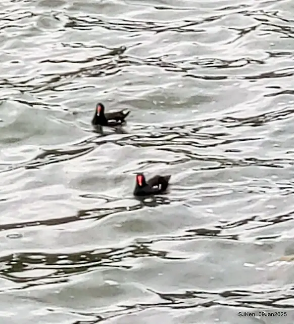 台北大湖公園與碧湖公園水鳥(Waterbirds at the Big lake park & Green lake park) , Taipei, Taiwan, SJKen , 09 Jan 2025.