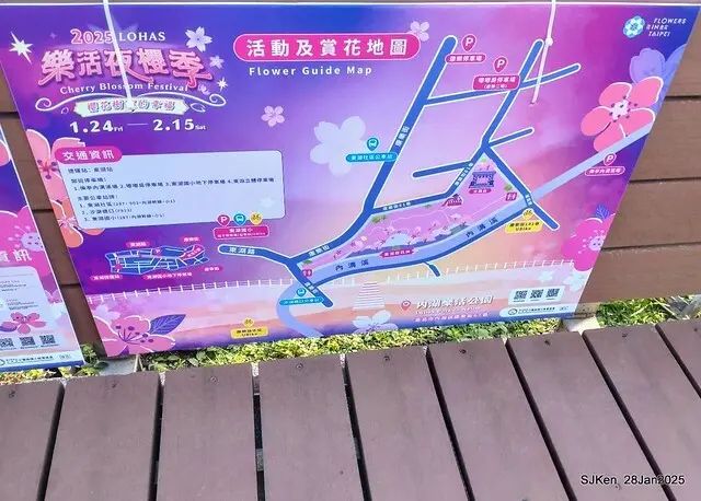 2025內湖樂活公園夜櫻季(Cherry Blossoms exhibition at Naihu park, Taipei, Taiwan,  by SJKen, Jan 28, 2025)