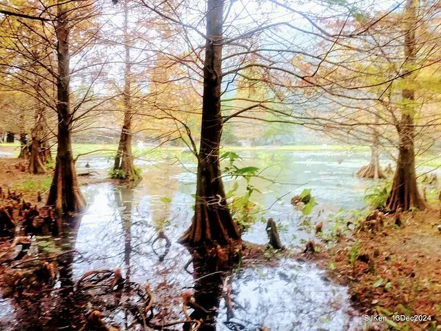 2024.12.13 造訪苗栗縣南庄雲水溫泉度假莊園落羽松湖秘境莊園(Bald Cypress lake landscape at Cloud-Water Resort Villa),   , Miaoli county, North Taiwan, photos by SJKen , Dec 13, 2024.