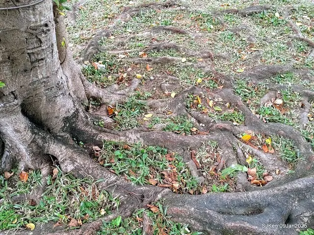 台北大湖公園落羽松(Bald Cypress at Big Lake park, Taipei, Taiwan, Jan 9, 2025, by SJKen)