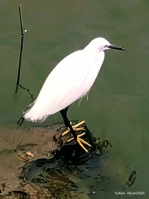 台北大湖公園與碧湖公園水鳥(Waterbirds at the Big lake park & Green lake park) , Taipei, Taiwan, SJKen , 09 Jan 2025.