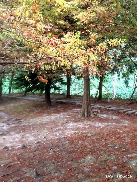 2024.12.13 造訪苗栗縣南庄雲水溫泉度假莊園落羽松湖秘境莊園(Bald Cypress lake landscape at Cloud-Water Resort Villa),   , Miaoli county, North Taiwan, photos by SJKen , Dec 13, 2024.