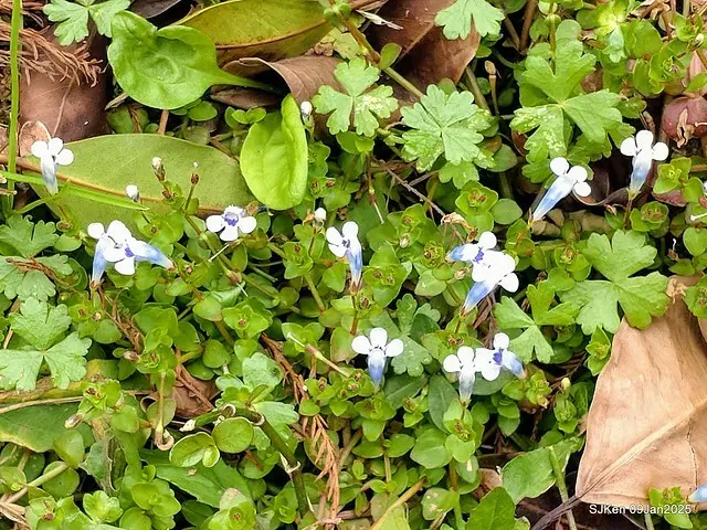 台北大湖公園落羽松(Bald Cypress at Big Lake park, Taipei, Taiwan, Jan 9, 2025, by SJKen)