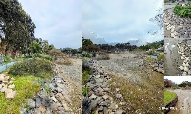 台北大湖公園落羽松(Bald Cypress at Big Lake park, Taipei, Taiwan, Jan 9, 2025, by SJKen)