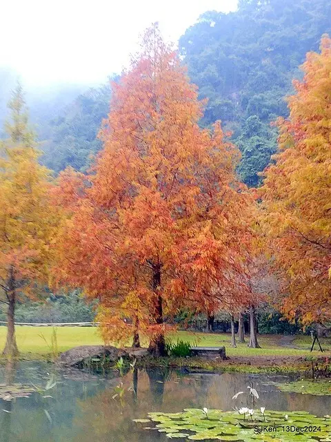 2024.12.13 造訪苗栗縣南庄雲水溫泉度假莊園落羽松湖秘境莊園(Bald Cypress lake landscape at Cloud-Water Resort Villa),   , Miaoli county, North Taiwan, photos by SJKen , Dec 13, 2024.