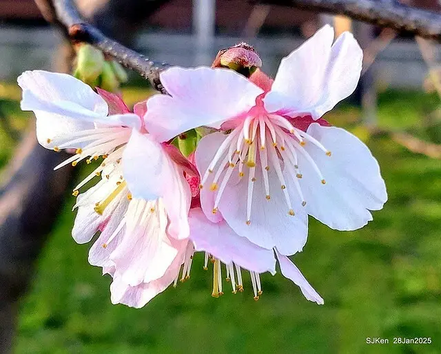 2025內湖樂活公園夜櫻季(Cherry Blossoms exhibition at Naihu park, Taipei, Taiwan,  by SJKen, Jan 28, 2025)