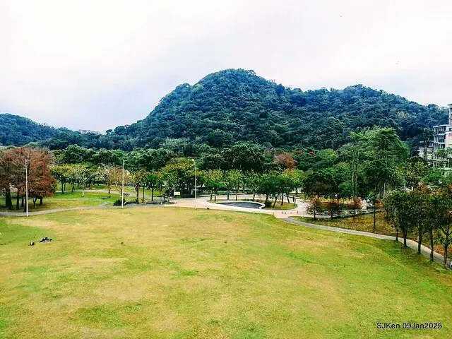 台北大湖公園落羽松(Bald Cypress at Big Lake park, Taipei, Taiwan, Jan 9, 2025, by SJKen)