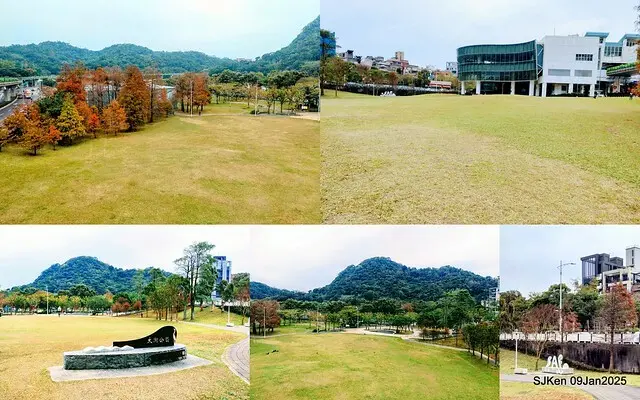 台北大湖公園落羽松(Bald Cypress at Big Lake park, Taipei, Taiwan, Jan 9, 2025, by SJKen)