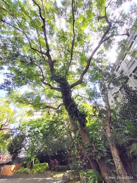 台北市長官邸藝文沙龍(Art and exhibtion restaurant transferred from the old Taipei Mayer house ), Jan 29, 2024, SJKen , Taipei, Taiwan.