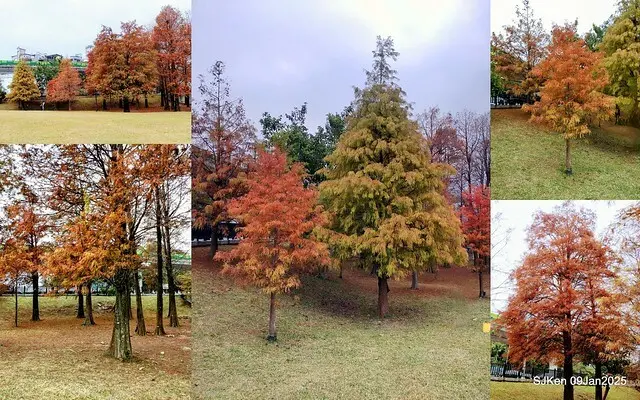 台北大湖公園落羽松(Bald Cypress at Big Lake park, Taipei, Taiwan, Jan 9, 2025, by SJKen)