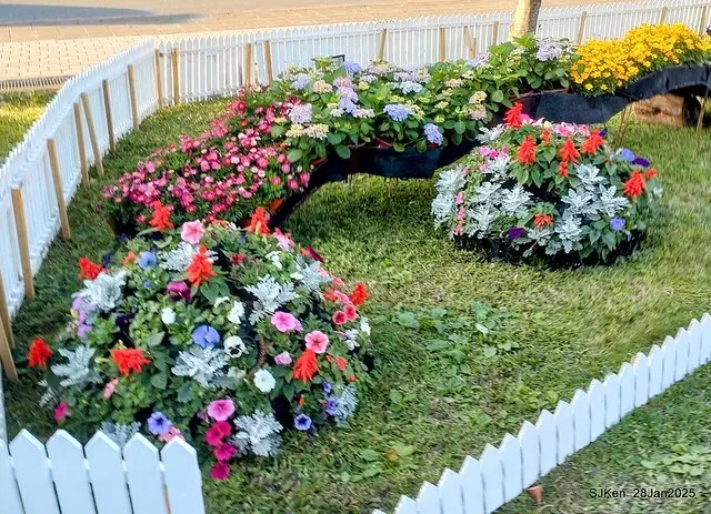 2025內湖樂活公園夜櫻季(Cherry Blossoms exhibition at Naihu park, Taipei, Taiwan,  by SJKen, Jan 28, 2025)