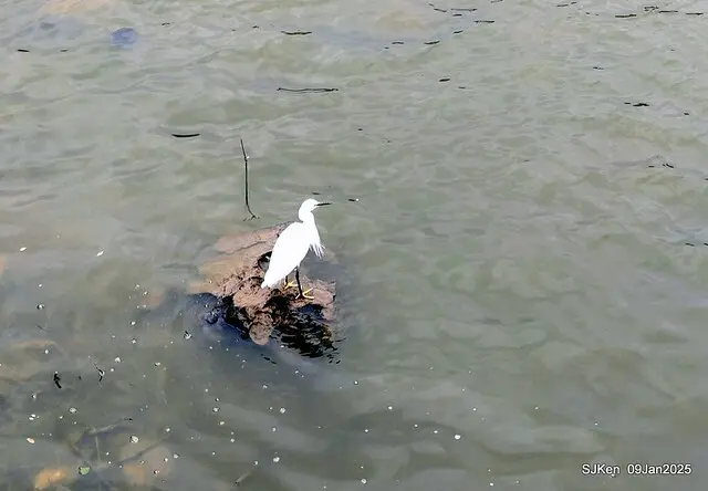 台北大湖公園與碧湖公園水鳥(Waterbirds at the Big lake park & Green lake park) , Taipei, Taiwan, SJKen , 09 Jan 2025.