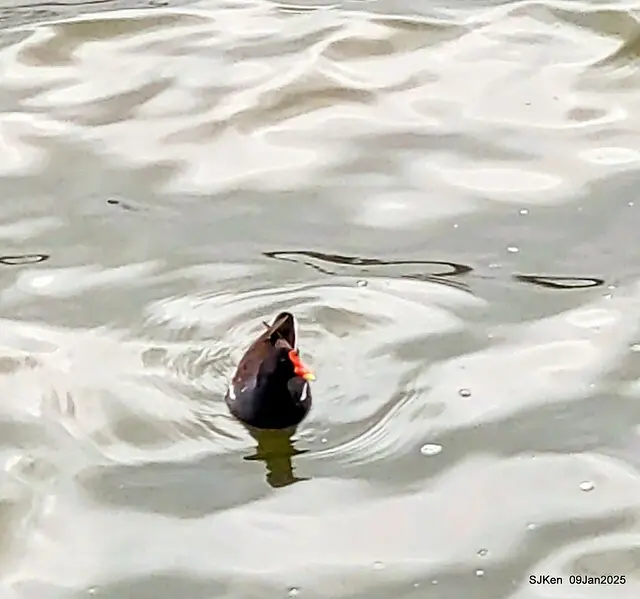 台北大湖公園與碧湖公園水鳥(Waterbirds at the Big lake park & Green lake park) , Taipei, Taiwan, SJKen , 09 Jan 2025.