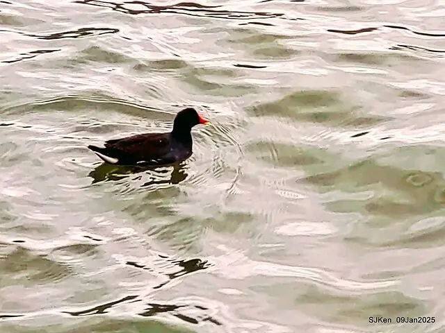 台北大湖公園與碧湖公園水鳥(Waterbirds at the Big lake park & Green lake park) , Taipei, Taiwan, SJKen , 09 Jan 2025.
