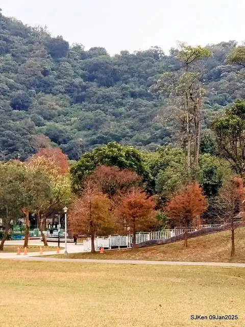 台北大湖公園落羽松(Bald Cypress at Big Lake park, Taipei, Taiwan, Jan 9, 2025, by SJKen)