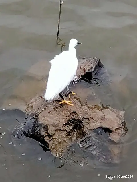 台北大湖公園與碧湖公園水鳥(Waterbirds at the Big lake park & Green lake park) , Taipei, Taiwan, SJKen , 09 Jan 2025.
