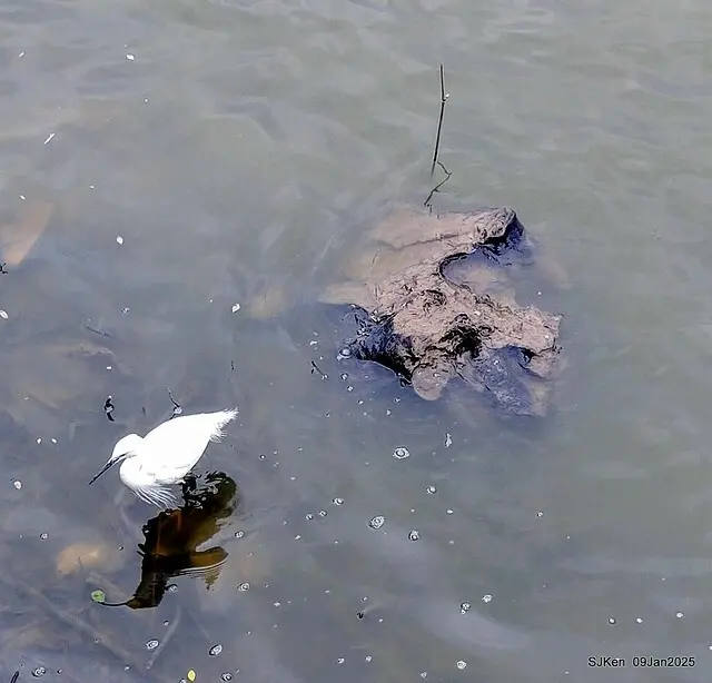 台北大湖公園與碧湖公園水鳥(Waterbirds at the Big lake park & Green lake park) , Taipei, Taiwan, SJKen , 09 Jan 2025.