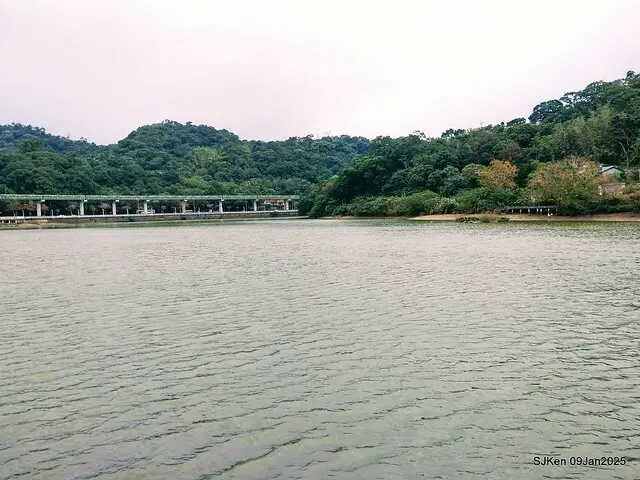 台北大湖公園落羽松(Bald Cypress at Big Lake park, Taipei, Taiwan, Jan 9, 2025, by SJKen)