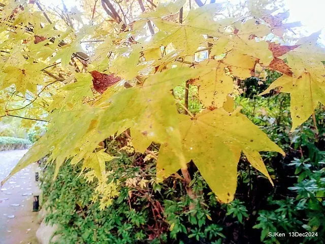 2024.12.13 造訪苗栗縣南庄雲水溫泉度假莊園落羽松湖秘境莊園(Bald Cypress lake landscape at Cloud-Water Resort Villa),   , Miaoli county, North Taiwan, photos by SJKen , Dec 13, 2024.