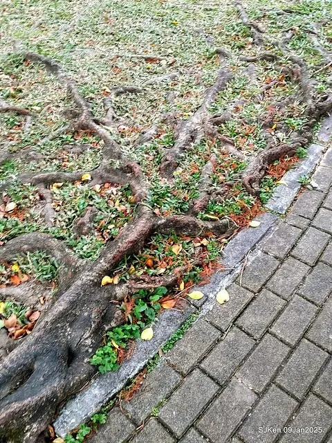 台北大湖公園落羽松(Bald Cypress at Big Lake park, Taipei, Taiwan, Jan 9, 2025, by SJKen)