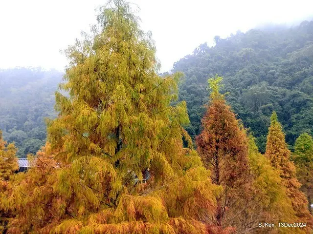 2024.12.13 造訪苗栗縣南庄雲水溫泉度假莊園落羽松湖秘境莊園(Bald Cypress lake landscape at Cloud-Water Resort Villa),   , Miaoli county, North Taiwan, photos by SJKen , Dec 13, 2024.