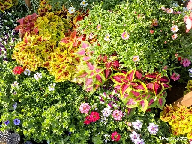 2025內湖樂活公園夜櫻季(Cherry Blossoms exhibition at Naihu park, Taipei, Taiwan,  by SJKen, Jan 28, 2025)