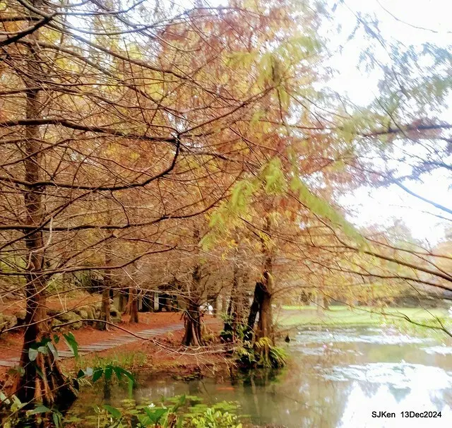2024.12.13 造訪苗栗縣南庄雲水溫泉度假莊園落羽松湖秘境莊園(Bald Cypress lake landscape at Cloud-Water Resort Villa),   , Miaoli county, North Taiwan, photos by SJKen , Dec 13, 2024.
