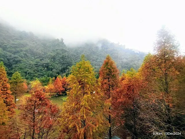 2024.12.13 造訪苗栗縣南庄雲水溫泉度假莊園落羽松湖秘境莊園(Bald Cypress lake landscape at Cloud-Water Resort Villa),   , Miaoli county, North Taiwan, photos by SJKen , Dec 13, 2024.