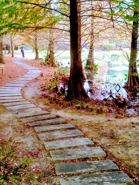 2024.12.13 造訪苗栗縣南庄雲水溫泉度假莊園落羽松湖秘境莊園(Bald Cypress lake landscape at Cloud-Water Resort Villa),   , Miaoli county, North Taiwan, photos by SJKen , Dec 13, 2024.