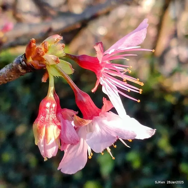 2025內湖樂活公園夜櫻季(Cherry Blossoms exhibition at Naihu park, Taipei, Taiwan,  by SJKen, Jan 28, 2025)