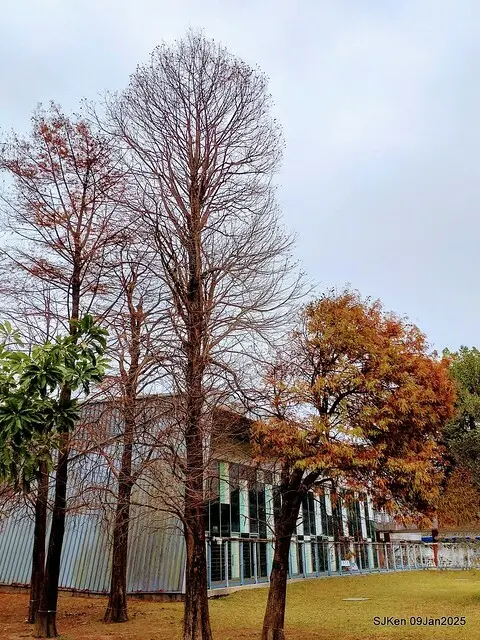 台北大湖公園落羽松(Bald Cypress at Big Lake park, Taipei, Taiwan, Jan 9, 2025, by SJKen)