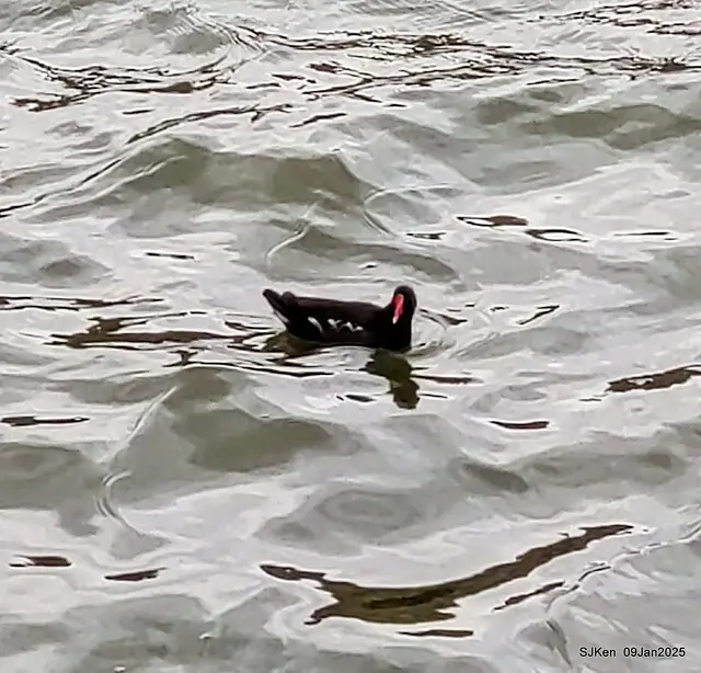 台北大湖公園與碧湖公園水鳥(Waterbirds at the Big lake park & Green lake park) , Taipei, Taiwan, SJKen , 09 Jan 2025.