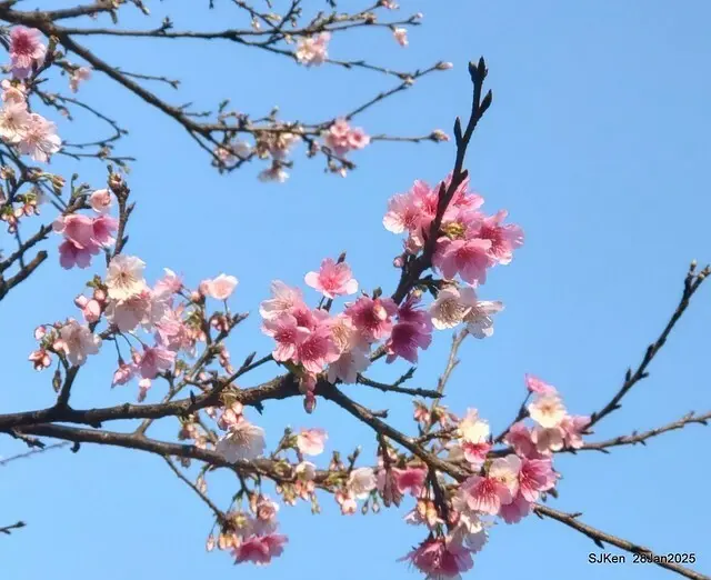 2025內湖樂活公園夜櫻季(Cherry Blossoms exhibition at Naihu park, Taipei, Taiwan,  by SJKen, Jan 28, 2025)