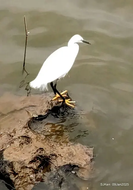 台北大湖公園與碧湖公園水鳥(Waterbirds at the Big lake park & Green lake park) , Taipei, Taiwan, SJKen , 09 Jan 2025.