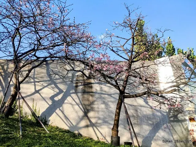 2025內湖樂活公園夜櫻季(Cherry Blossoms exhibition at Naihu park, Taipei, Taiwan,  by SJKen, Jan 28, 2025)