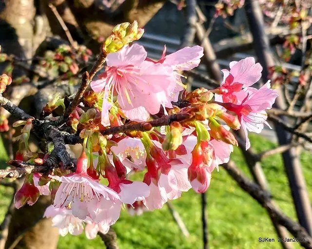 2025內湖樂活公園夜櫻季(Cherry Blossoms exhibition at Naihu park, Taipei, Taiwan,  by SJKen, Jan 28, 2025)