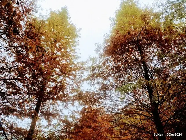 2024.12.13 造訪苗栗縣南庄雲水溫泉度假莊園落羽松湖秘境莊園(Bald Cypress lake landscape at Cloud-Water Resort Villa),   , Miaoli county, North Taiwan, photos by SJKen , Dec 13, 2024.