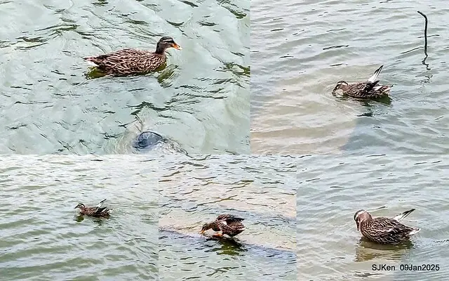 台北大湖公園與碧湖公園水鳥(Waterbirds at the Big lake park & Green lake park) , Taipei, Taiwan, SJKen , 09 Jan 2025.