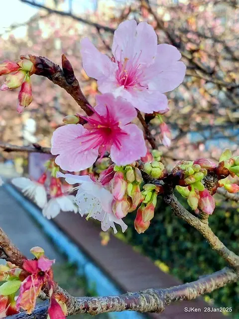 2025內湖樂活公園夜櫻季(Cherry Blossoms exhibition at Naihu park, Taipei, Taiwan,  by SJKen, Jan 28, 2025)
