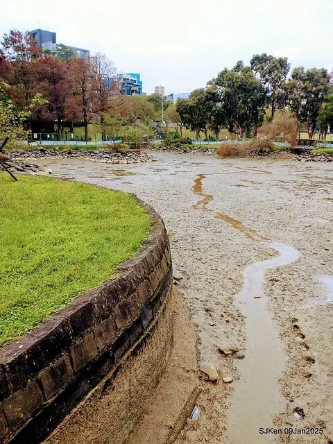 台北大湖公園落羽松(Bald Cypress at Big Lake park, Taipei, Taiwan, Jan 9, 2025, by SJKen)