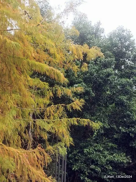 2024.12.13 造訪苗栗縣南庄雲水溫泉度假莊園落羽松湖秘境莊園(Bald Cypress lake landscape at Cloud-Water Resort Villa),   , Miaoli county, North Taiwan, photos by SJKen , Dec 13, 2024.