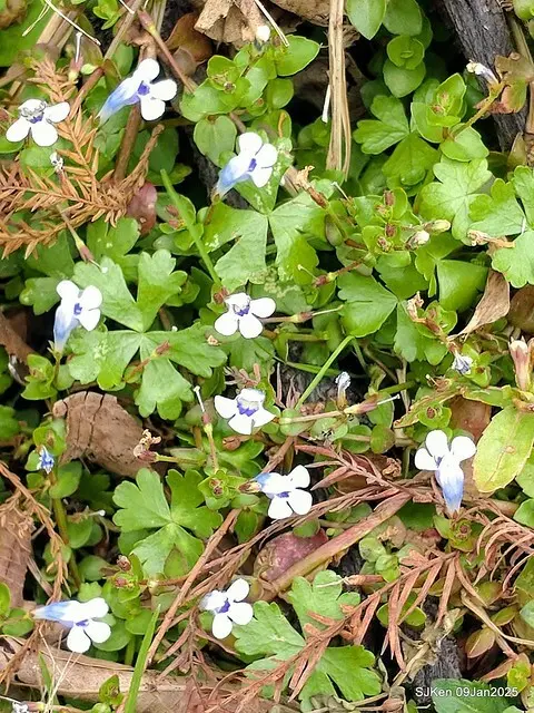 台北大湖公園落羽松(Bald Cypress at Big Lake park, Taipei, Taiwan, Jan 9, 2025, by SJKen)